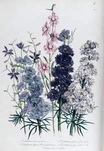 Delphiniums, levy 3 